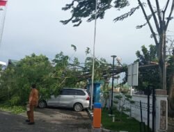 Pohon Tumbang di Kantor BKAD dan Dinas Perhubungan Sumut, 3 Kendaraan Tertimpa