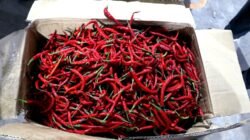 Pemprov Sumut Jamin Rencana Intervensi Cabai Merah Lancar