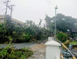 Pohon Tumbang akibat Hujan Deras, Arus Lalu Lintas di Jalan Kartini Medan Terhambat