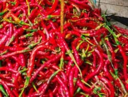 Jalur Distribusi Berangsur Pulih Setelah Bencana, Harga Cabai Turun Tajam