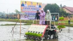 Penanaman Uji Coba IP 300, Target 1 Ha Hasilkan 9 Ton Bukan Hal Mustahil