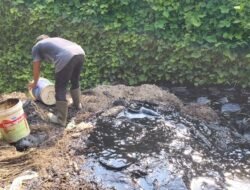 Balai Besar POM Medan Temukan dan Musnahkan Produksi Lengkong Hitam Berformalin di Langkat