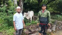 Gubernur Bobby Nasution Salurkan 10 Ekor Sapi untuk Korban Bencana di Tapsel dan Tapteng Jelang Lebaran