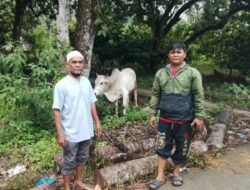 Gubernur Bobby Nasution Salurkan 10 Ekor Sapi untuk Korban Bencana di Tapsel dan Tapteng Jelang Lebaran