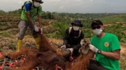 Hindari Konflik Dengan Manusia, BKSDA Sumut Pemindahkan 3 Orangutan ke Habitat TNGL