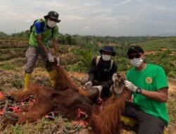 Hindari Konflik Dengan Manusia, BKSDA Sumut Pemindahkan 3 Orangutan ke Habitat TNGL
